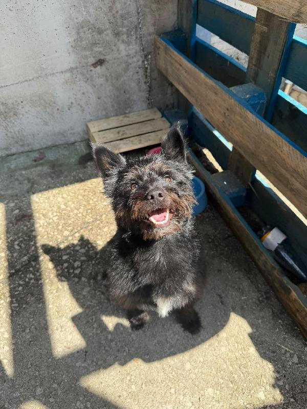CASH - cagnolino di 15 mesi - taglia piccola Foto 6